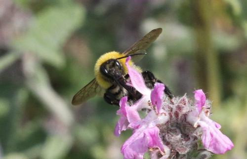 Réf. 296 032 : Bombus argillaceus